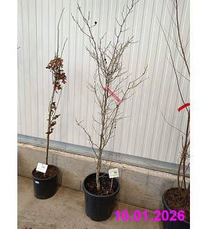 Stuartia pseudocamellia C 20 L